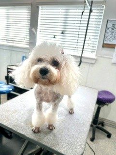 Malt_Grooming_Memorial