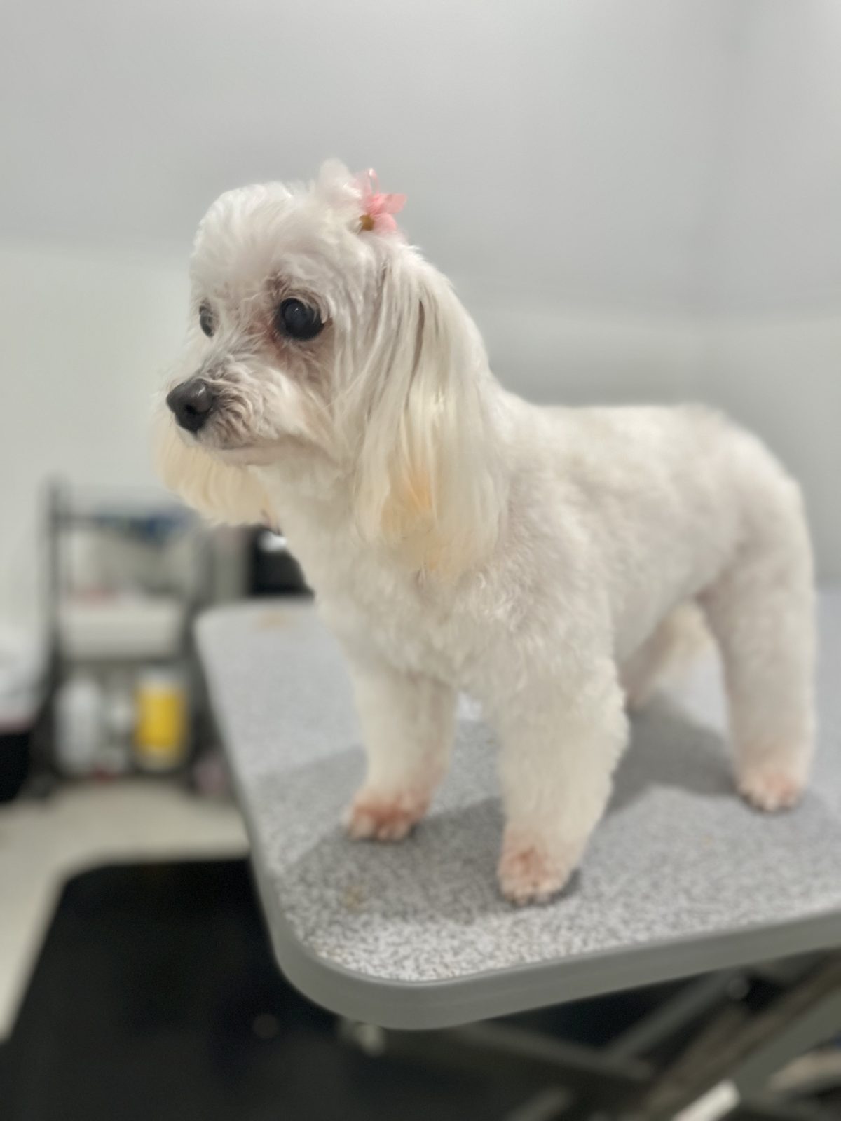 Maltese_Mix_Grooming_Memorial