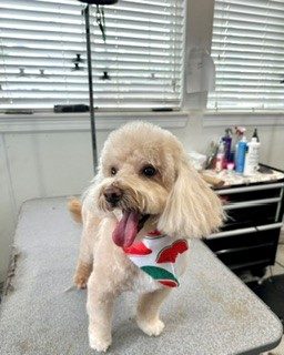 Maltipoo_Grooming_Memorial 1