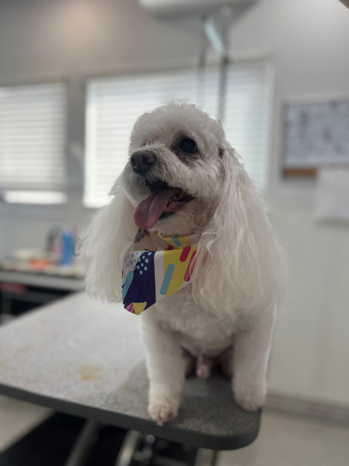 Maltipoo_Grooming_Memorial 2