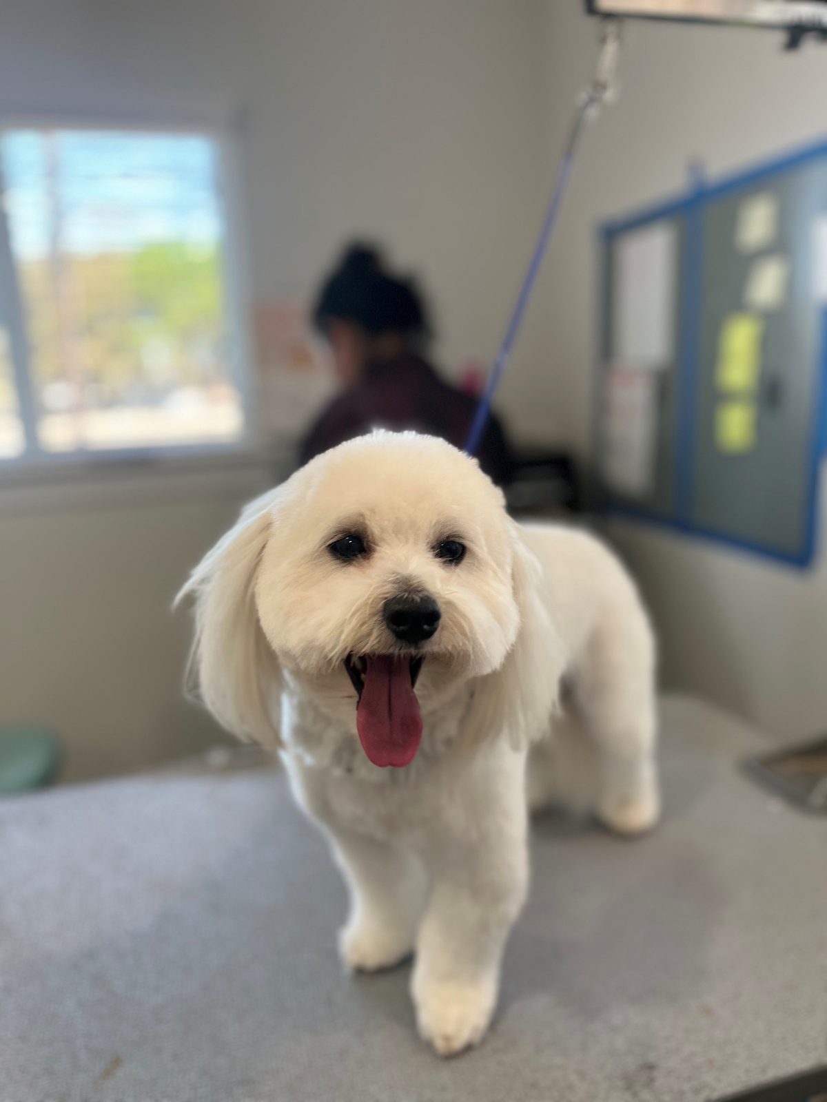 Maltipoo_Grooming_Memorial