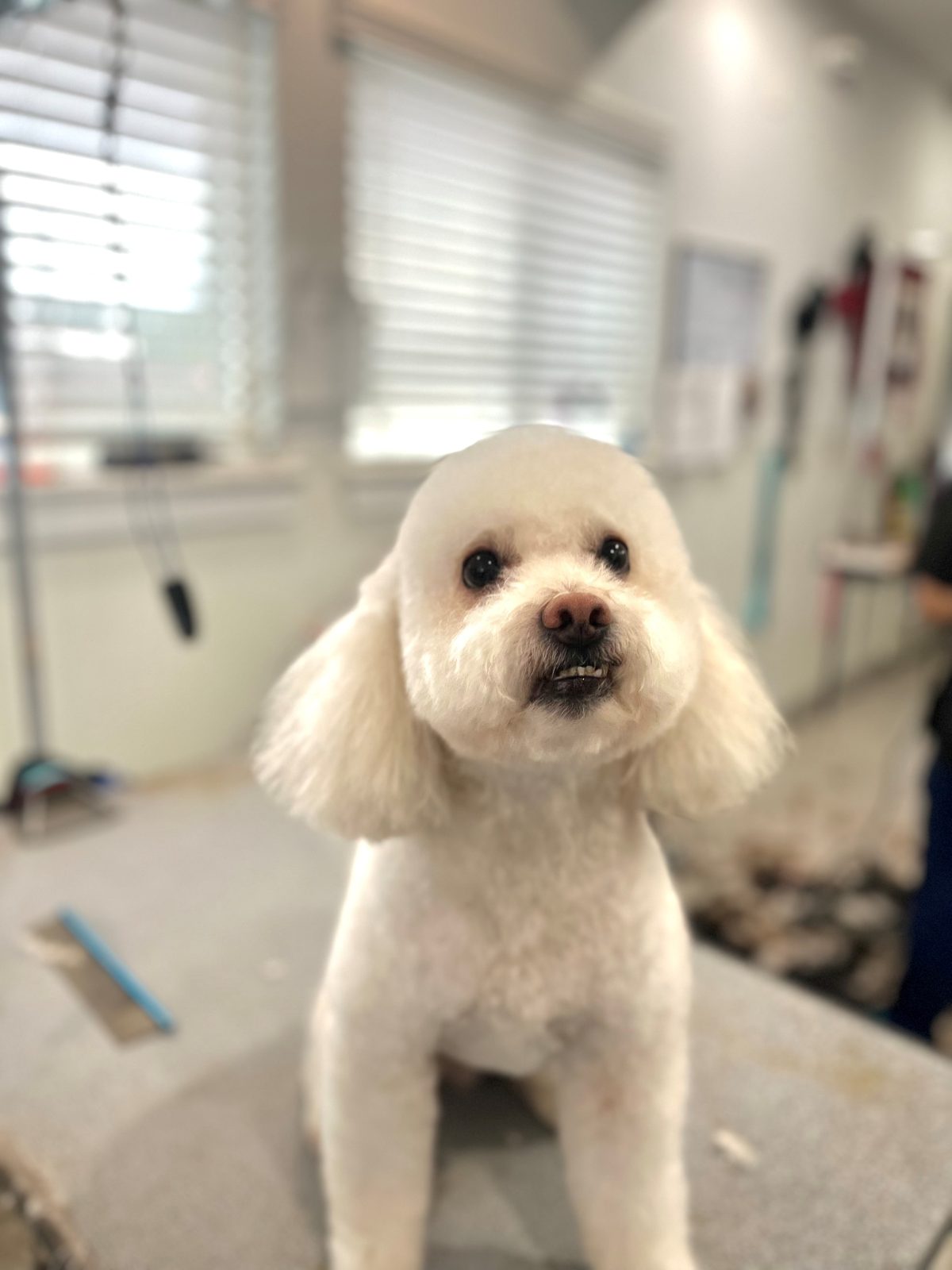 Maltipoodle_Grooming_Memorial