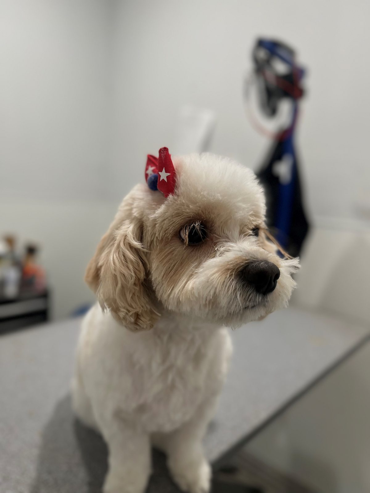Maltipooo_Grooming_Memorial