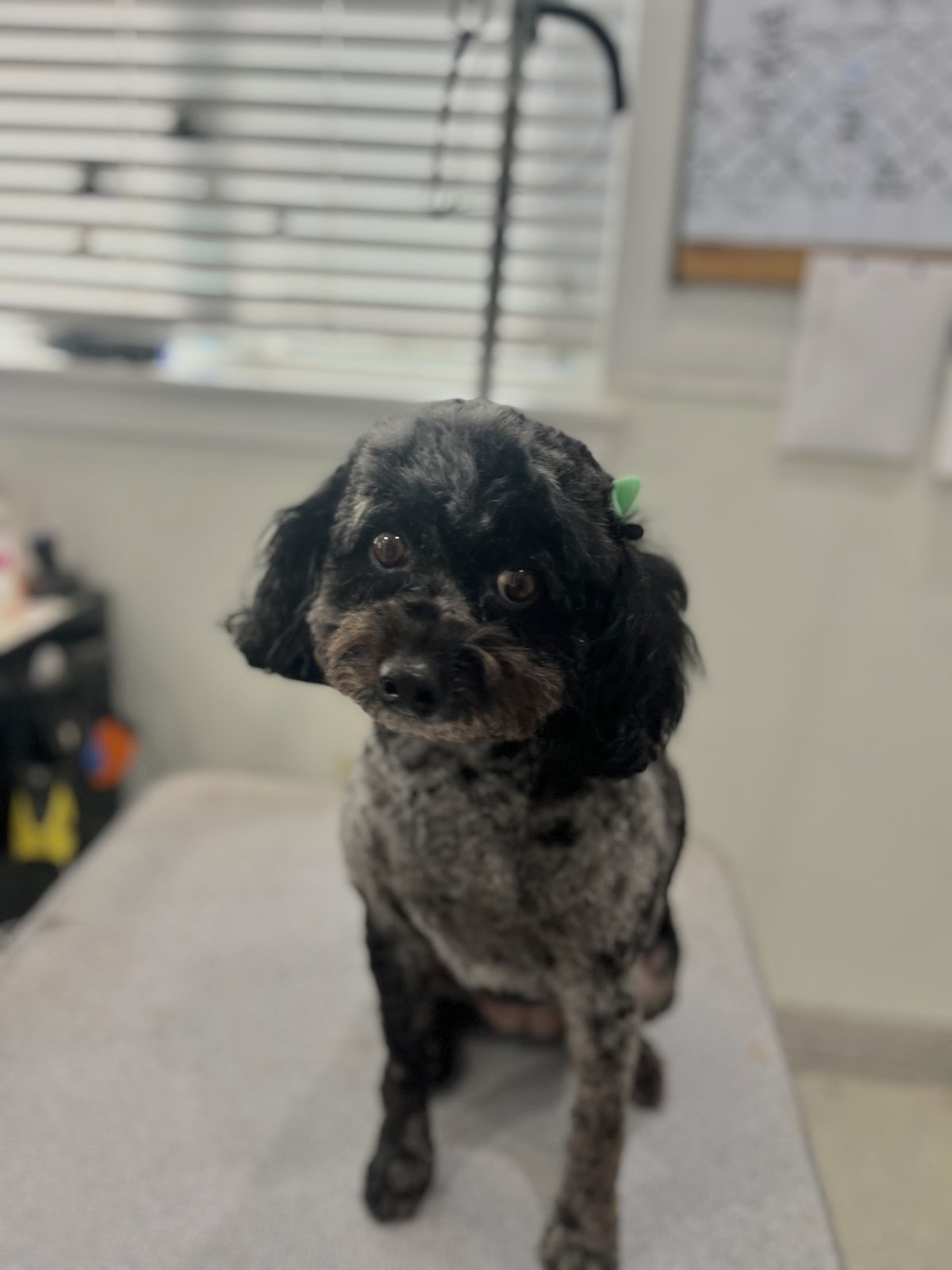 Mini_Bernedoodle_Grooming_Memorial
