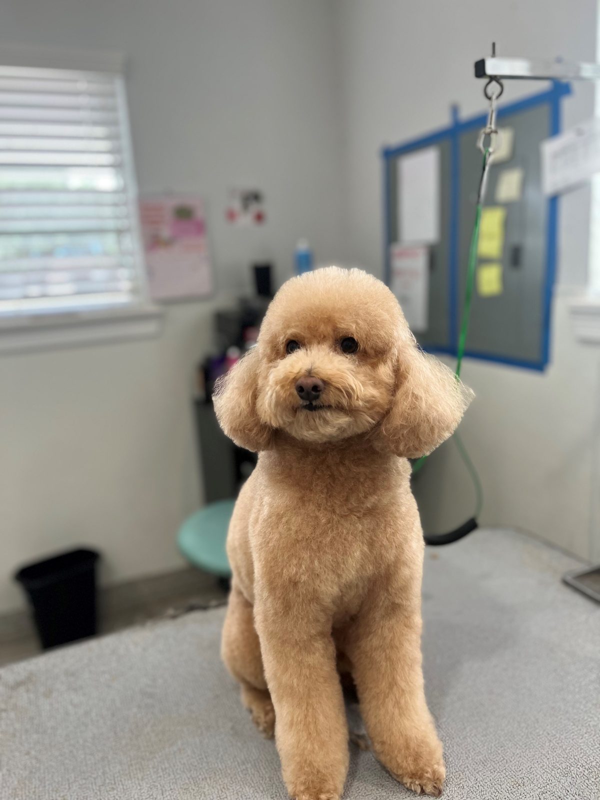 Mini_Doodle_Grooming_Memorial