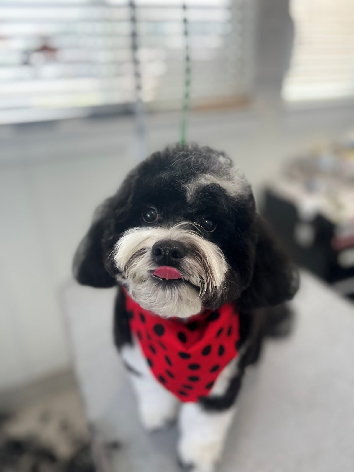 Mini_Doodlee_Grooming_Memorial