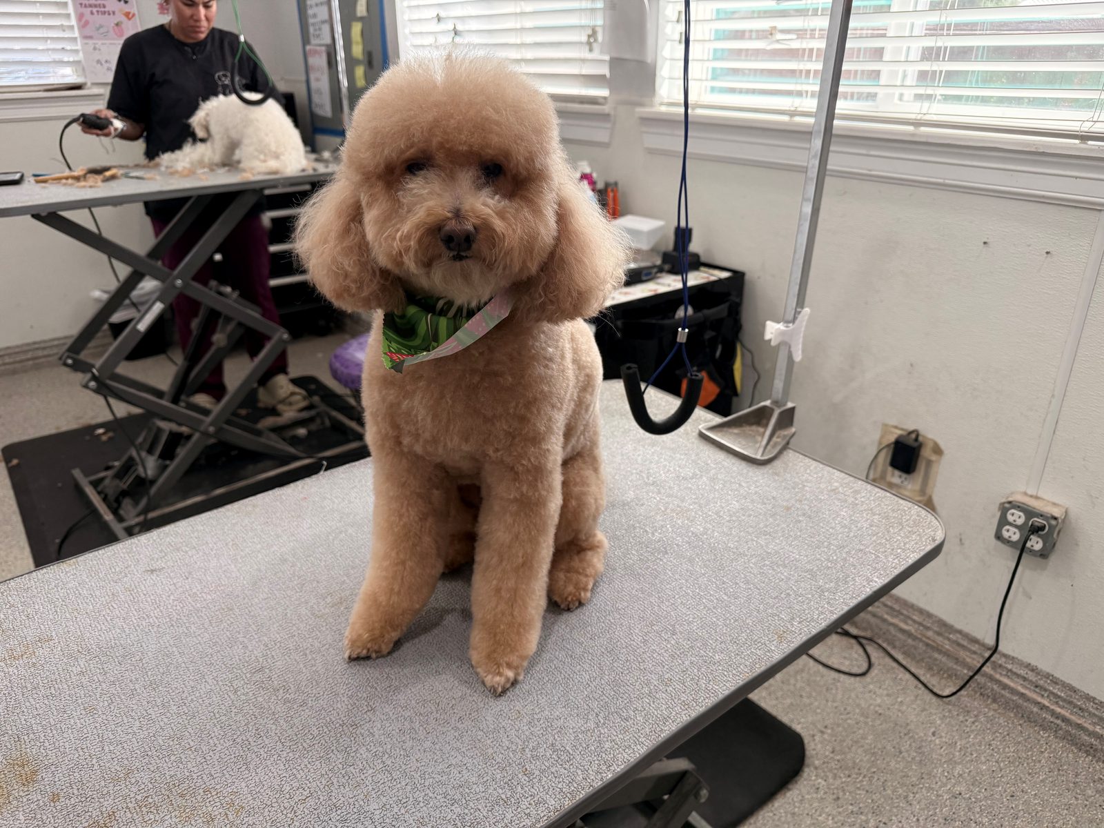 Mini_Golden_Doodle_Grooming_Memorial