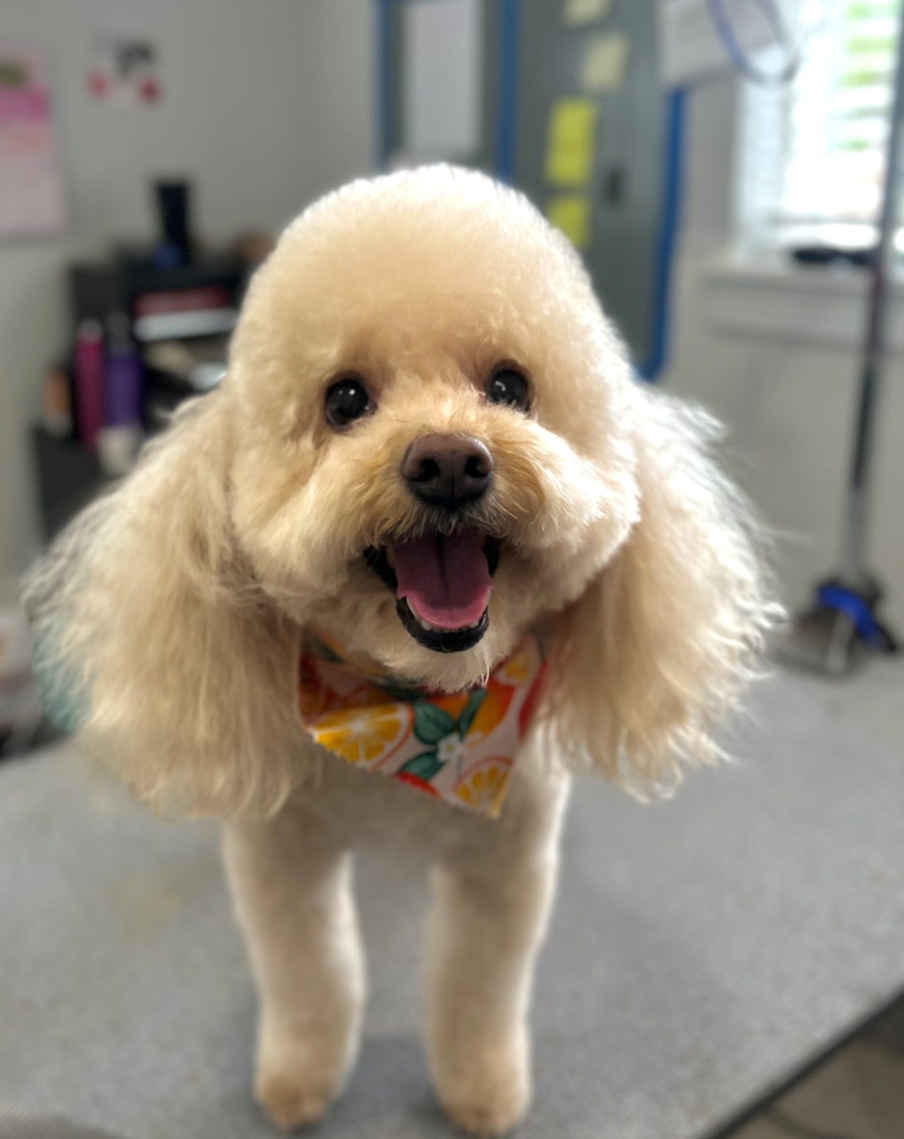 Mini_Poodle_Groming_Memolrial