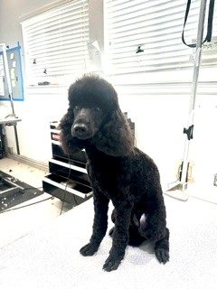 Mini_Poodle_Grooming_Memorial