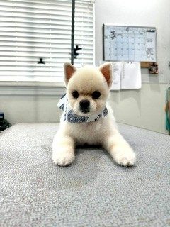 Pom_Grooming_Memorial 1