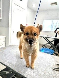 Pom_Grooming_Memorial 2