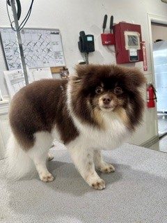Pom_Grooming_Memorial