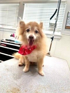 Pom_Mix_Grooming_Memorial