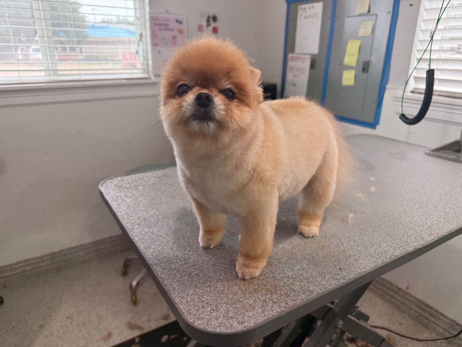Pomeranian_Grooming_Memorial