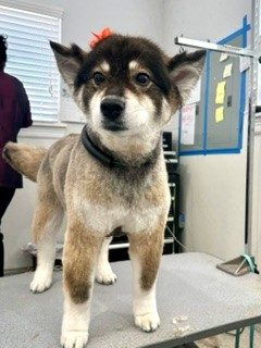 Pomsky_Grooming_Memorial