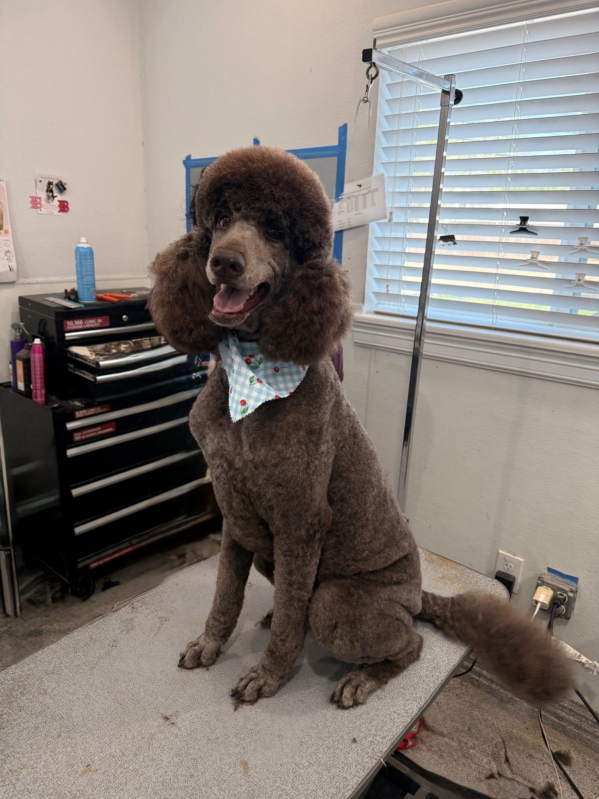 Poodl3_Grooming_Memorial