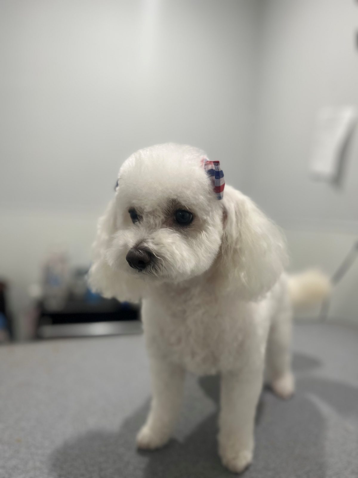 Poodle_Grooming_Memmorial