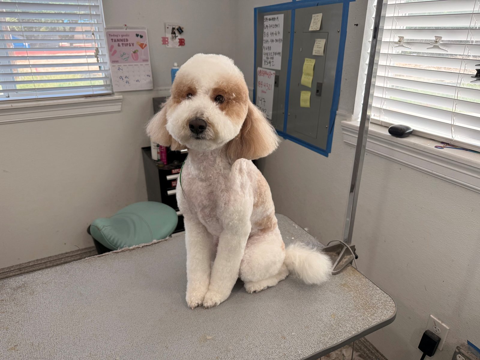 Poodle_Grooming_Memorial 1