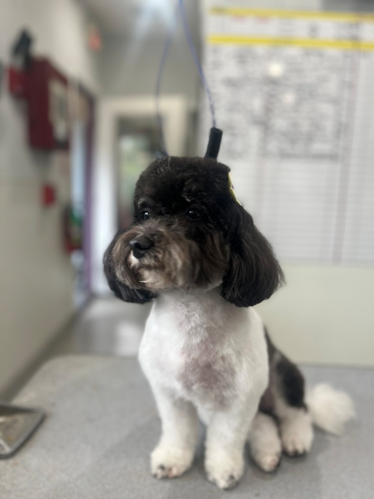 Poodle_Grooming_Memorial