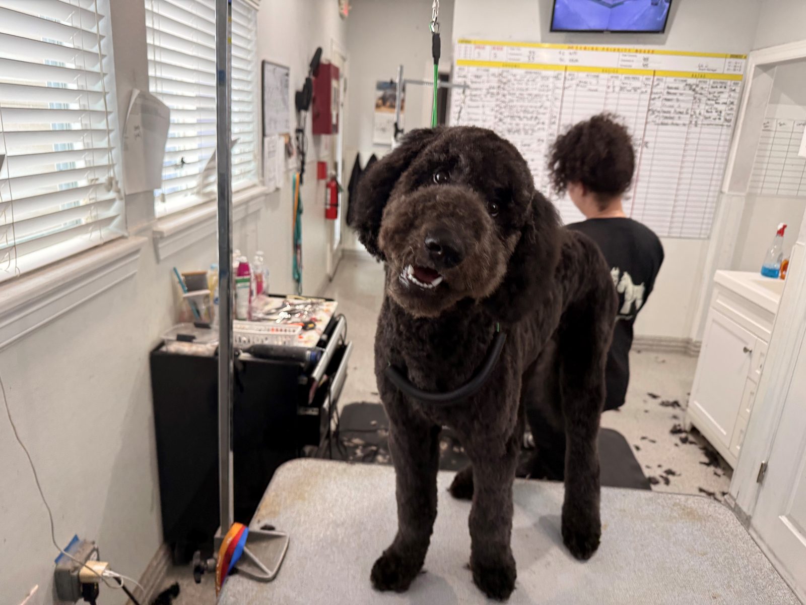 Poodle_Grooming_Memoriall