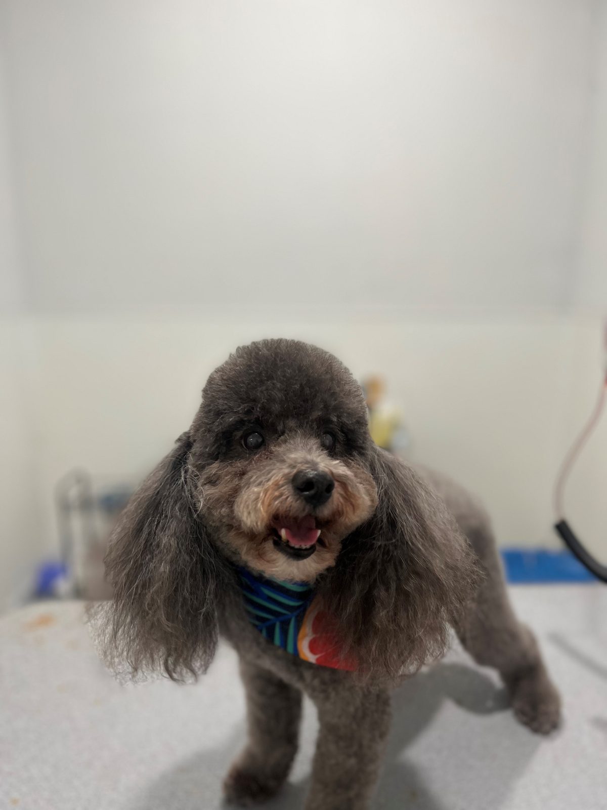 Poodle_Groomingg_Memorial