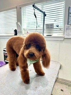 Poodle_Mix_Grooming_Memoiral