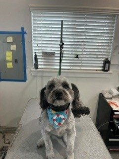 Poodle_Mix_Grooming_Memorial