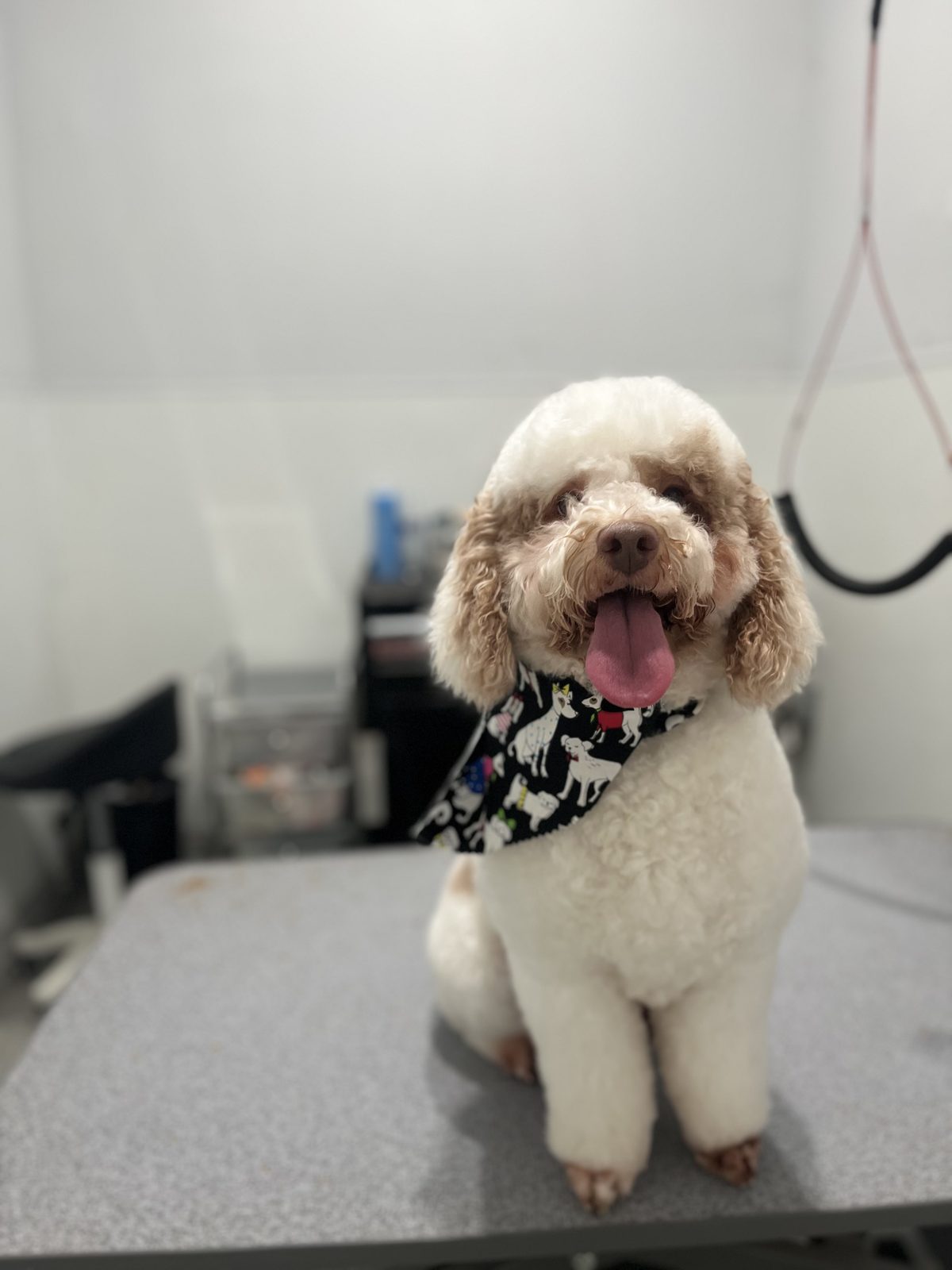 Poodle_Mixxx_Grooming_Memorial