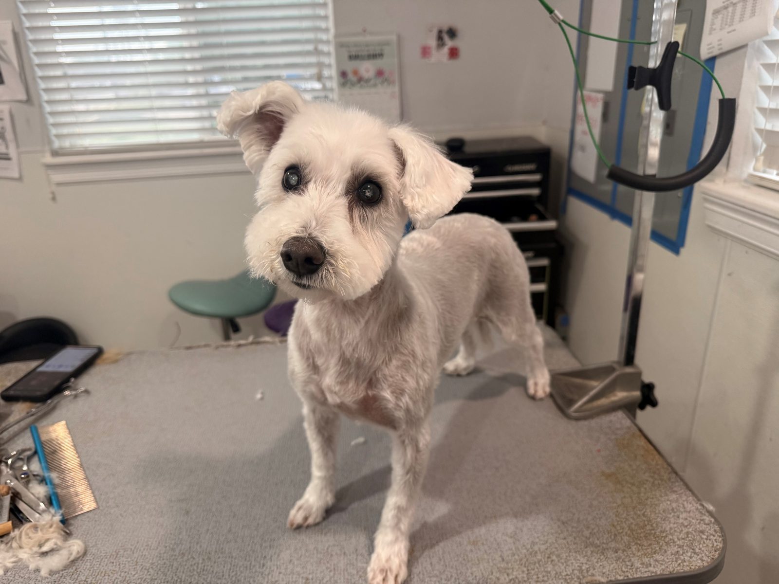 Poodlex_Grooming_Memorial