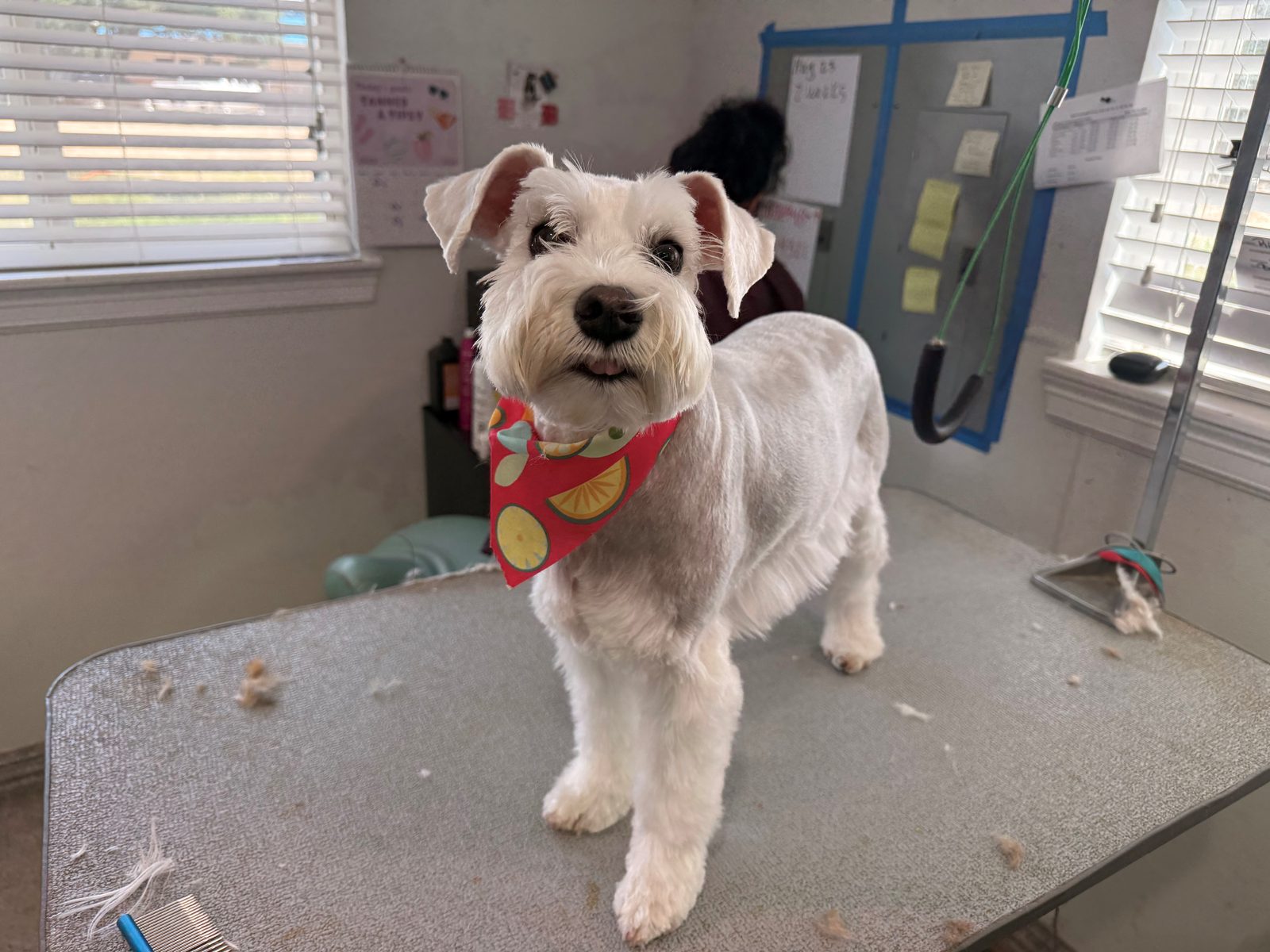Schanuezer_Grooming_Memorial