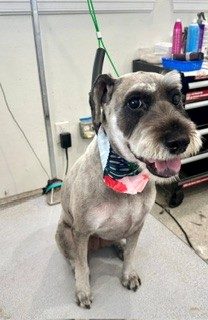 Schnauzer_Grooming_Memoiral