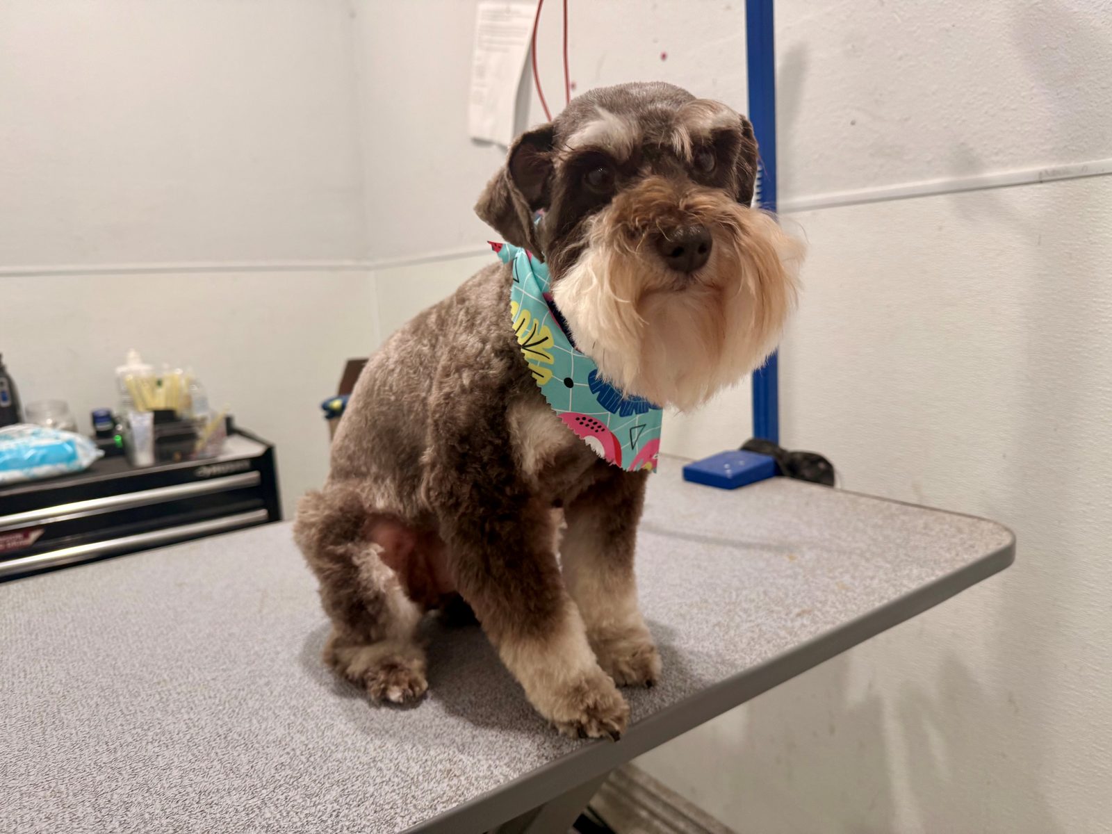 Schnauzer_Grooming_Memorial