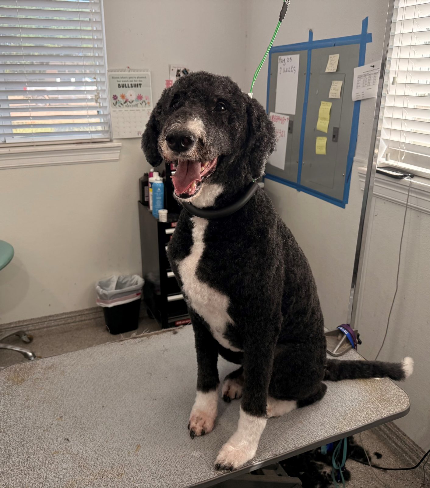 Sheepadoodle_Grooming_Memorial