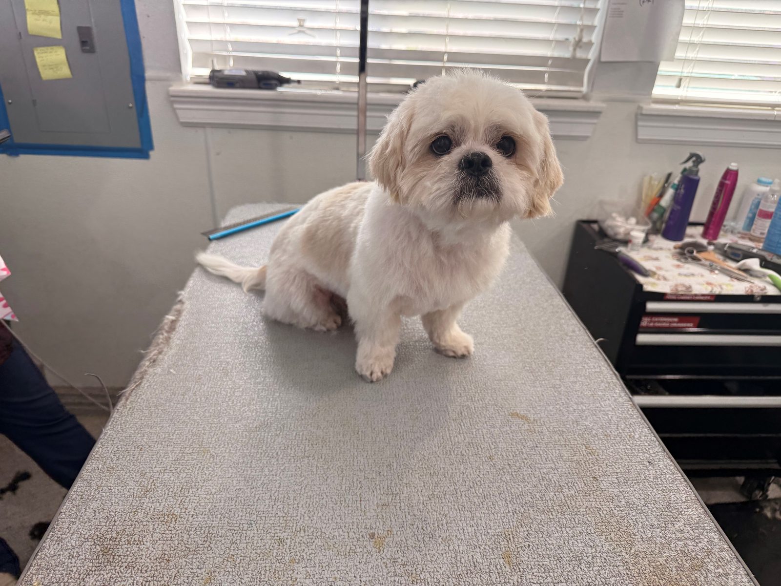 Shih_Grooming_Memorial
