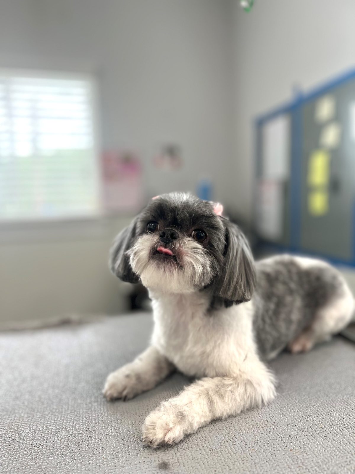 Shih_Tzu_Grooming_Memorial 1