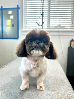 Shih_Tzu_Grooming_Memorial 3