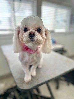 Shih_Tzu_Grooming_Memorial