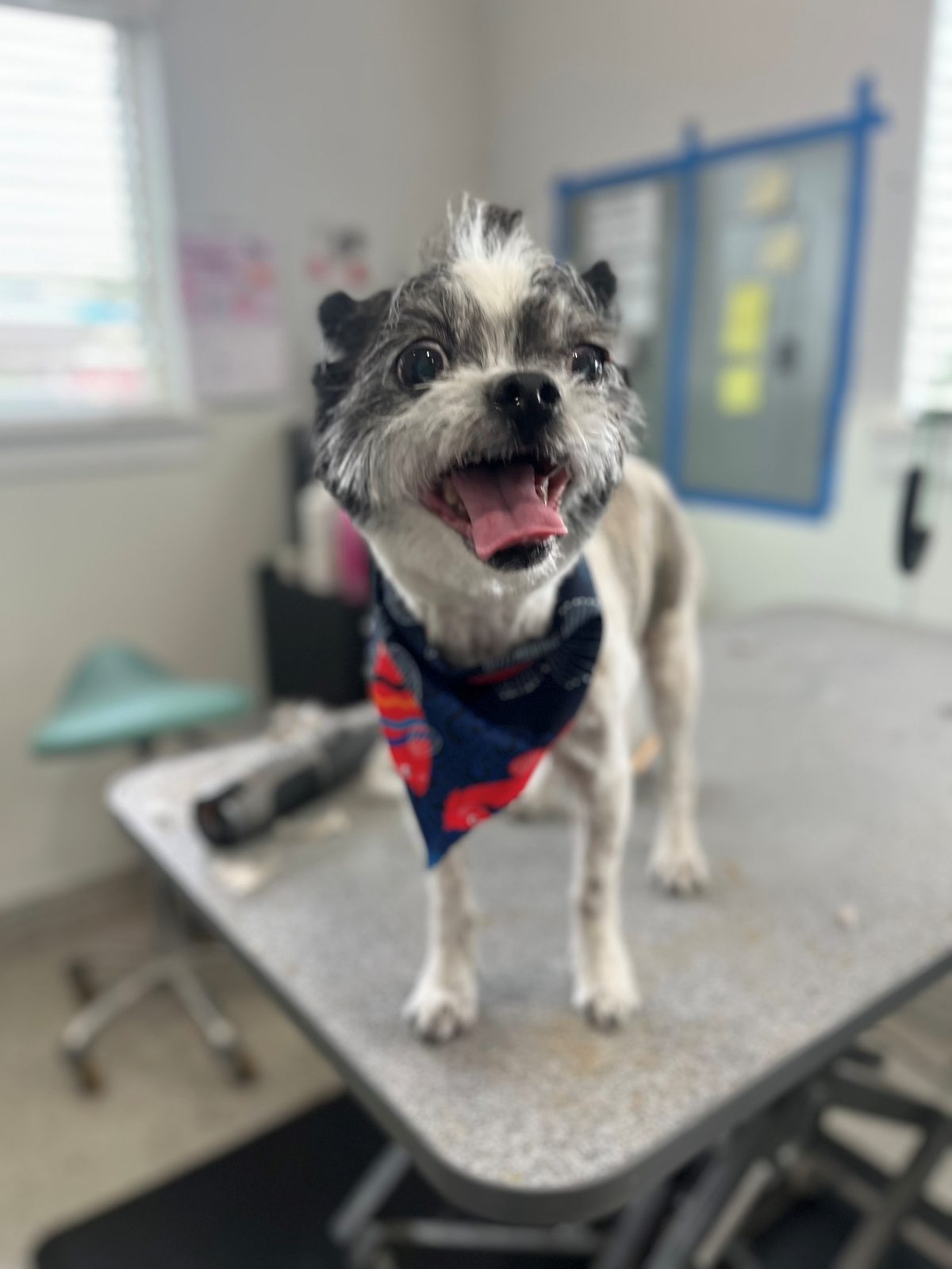 Shih_Yorkie_Mix_Grooming_Memorial