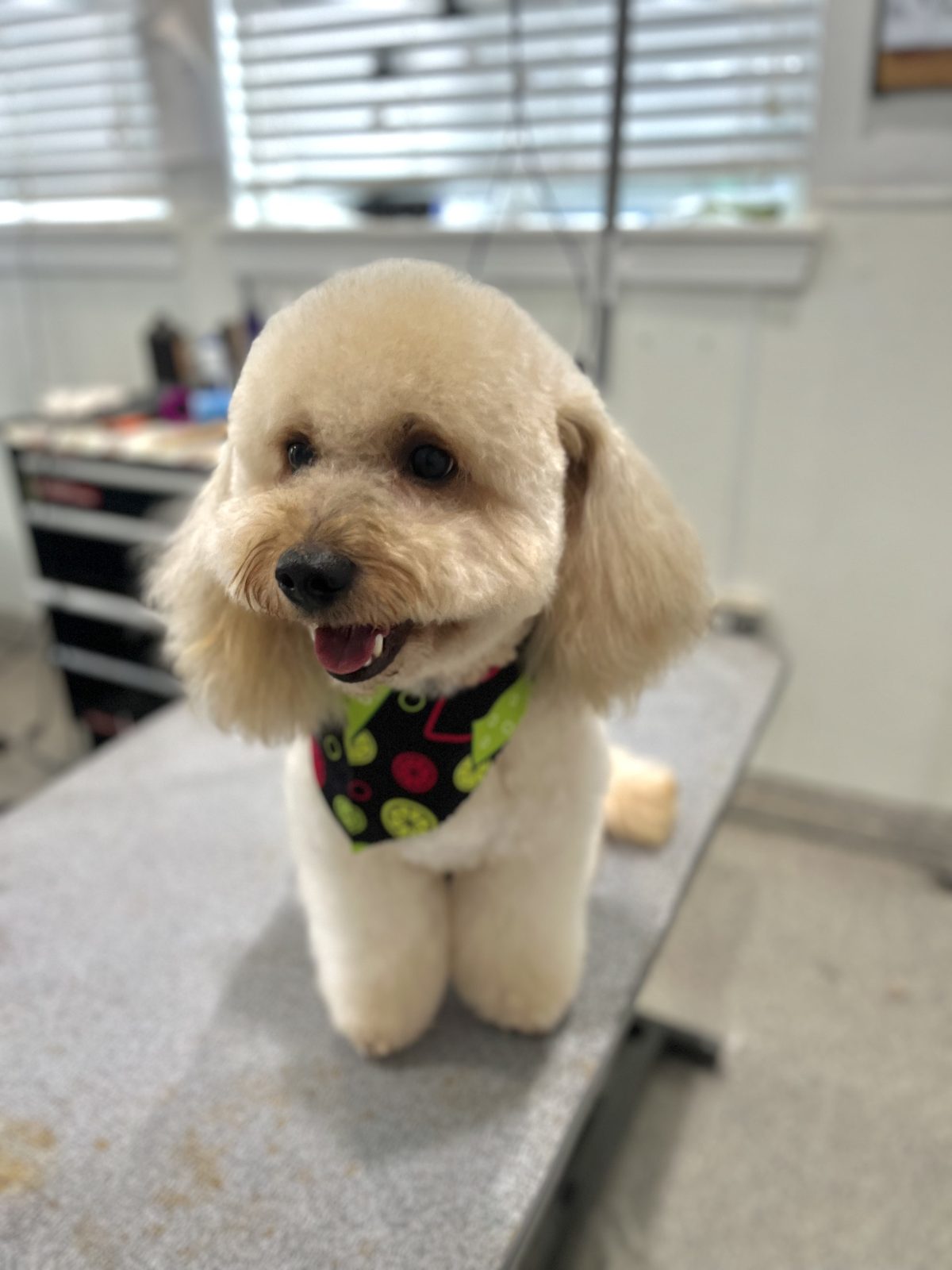 Shihpoo_Grooming_Memorial