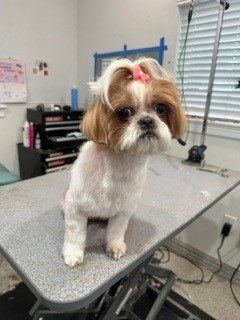 Shihtzu_Grooming_Memorial