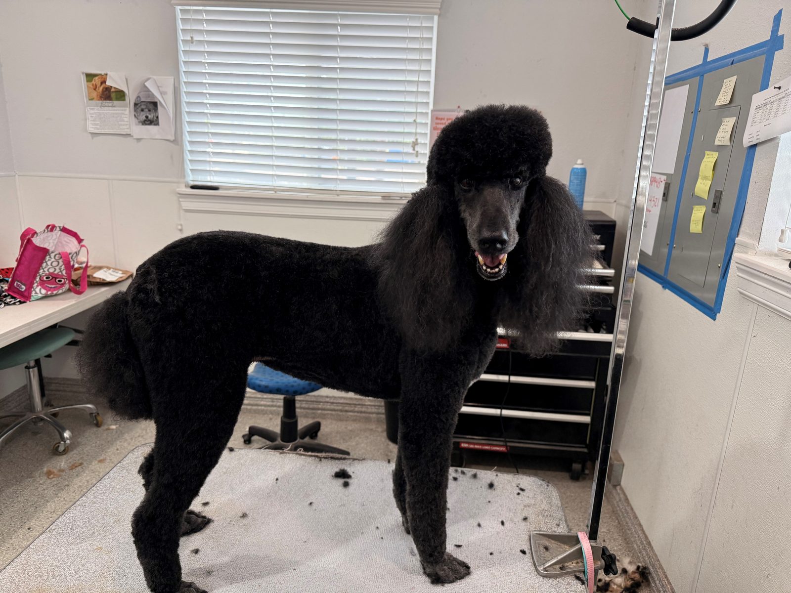 St_Poodle_Grooming_Memorial