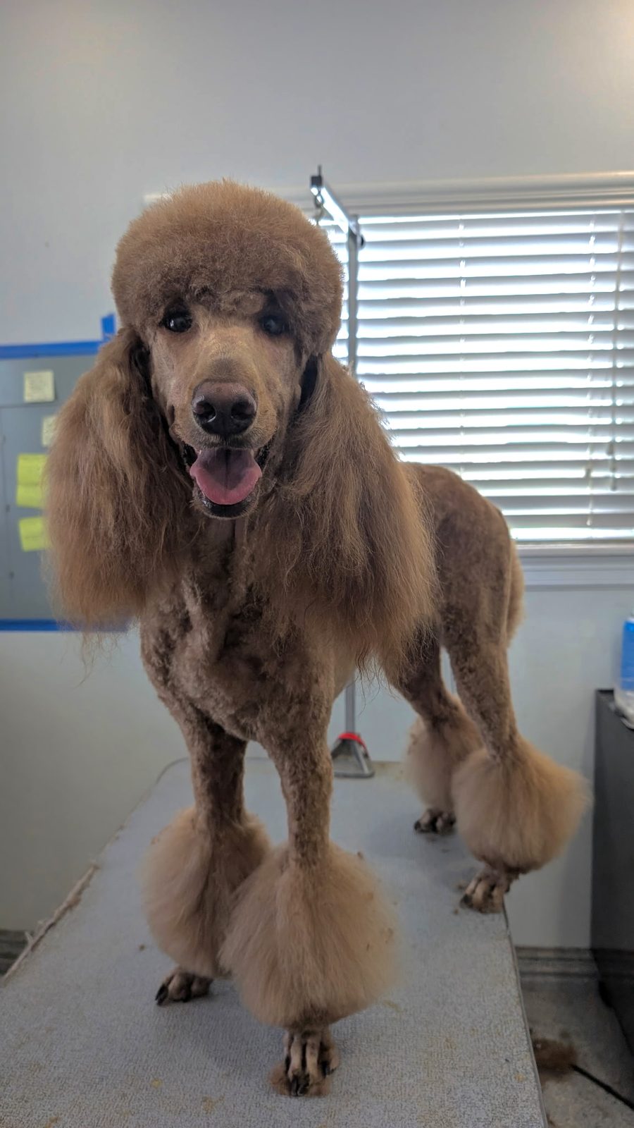 Standard_Poodle_Grooming_Memorial 1