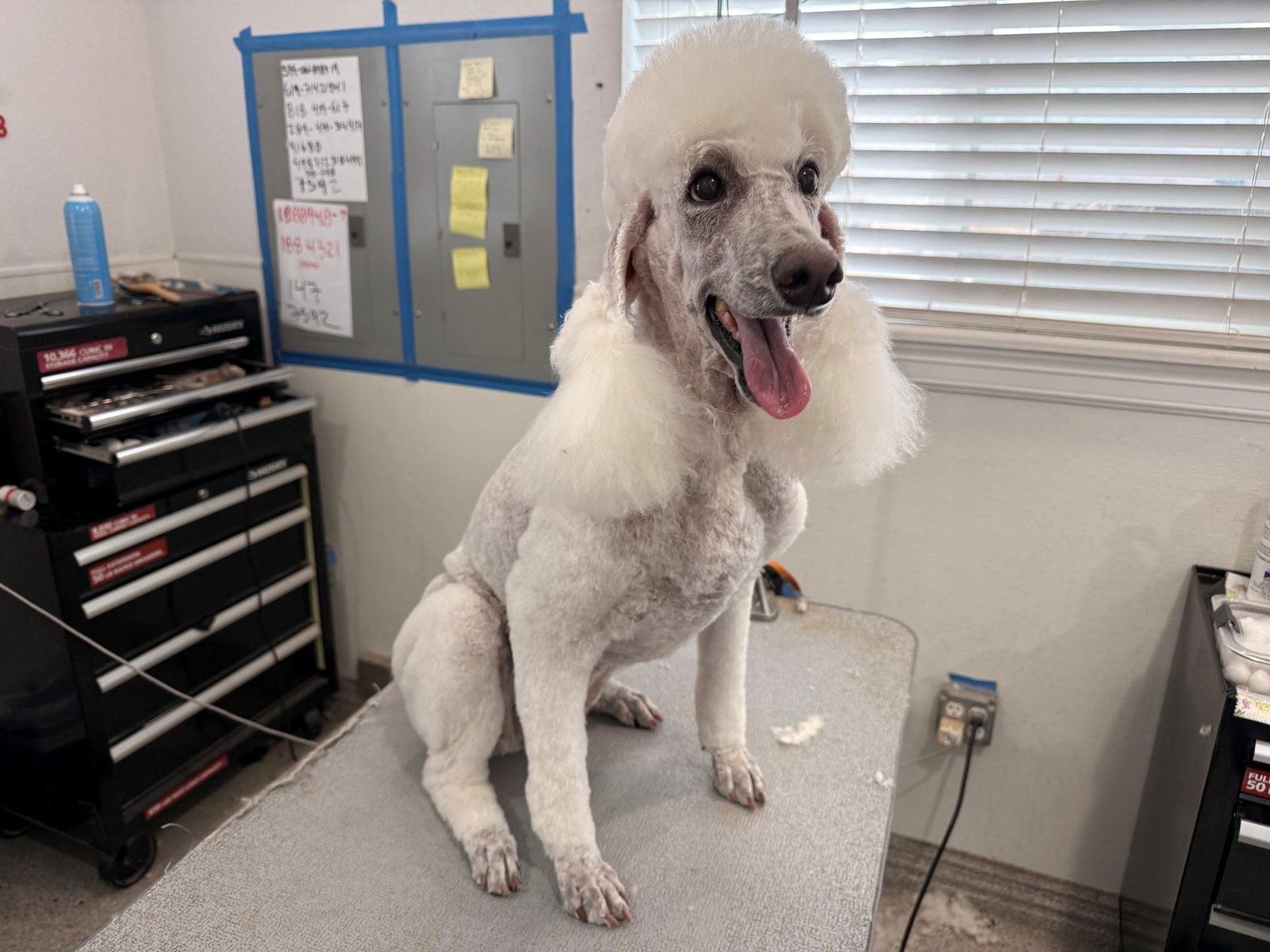 Standard_Poodle_Grooming_Memorial