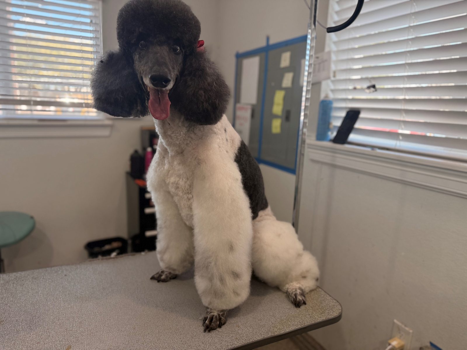 Standard_Poodles_Grooming_Memorial