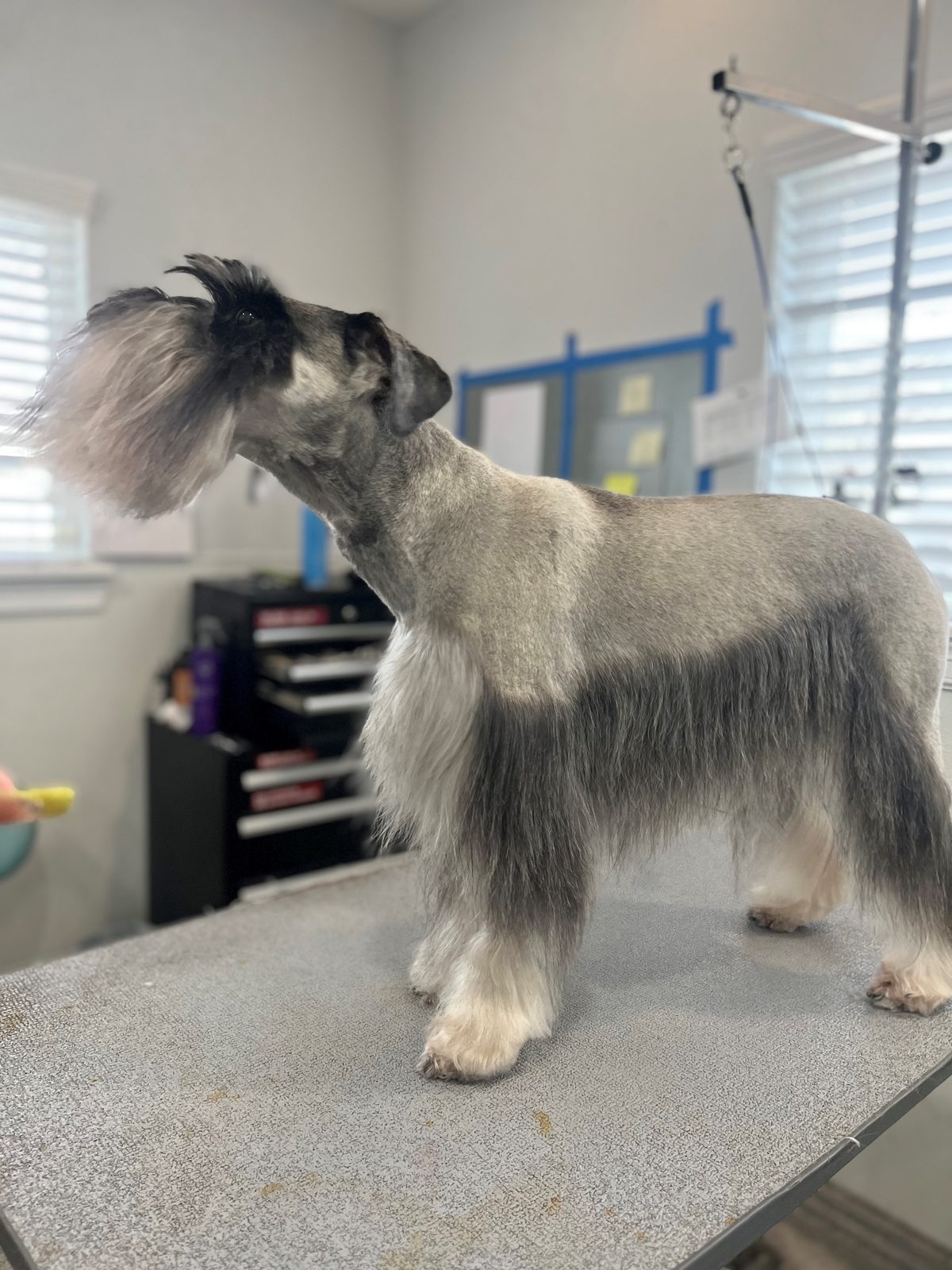 Standard_Schnauzer_Memorial_Grooming