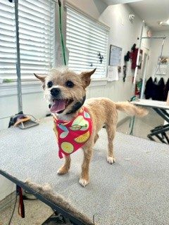 Terrier_Grooming_Memorial