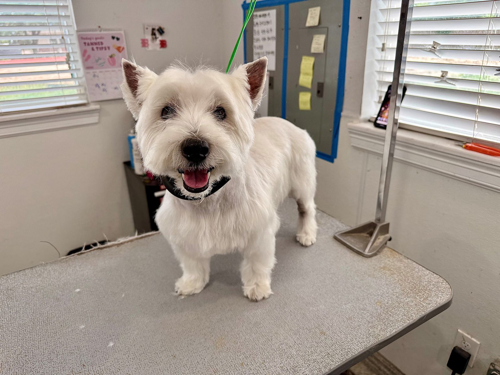 Westie_Grooming_Memorial