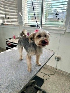 Yorkie_Grooming_Memorial 1