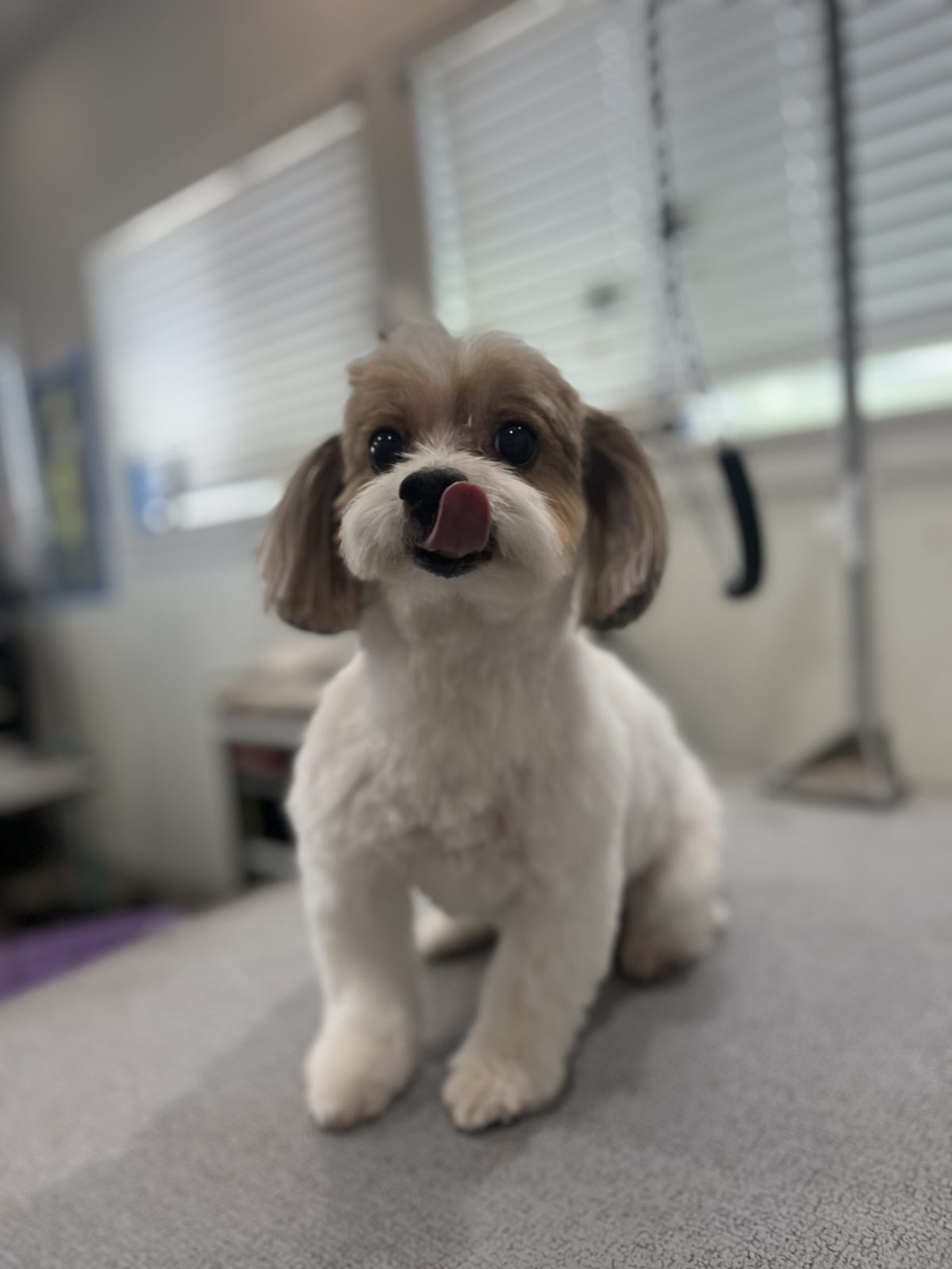 Yorkie_Grooming_Memorial 2