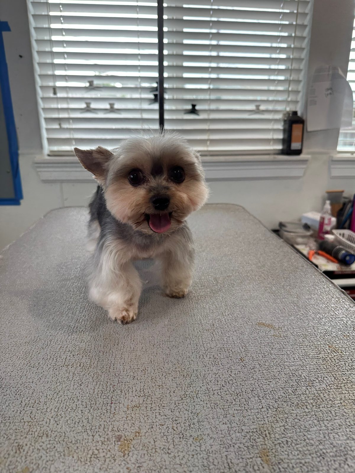 Yorkie_Grooming_Memorial